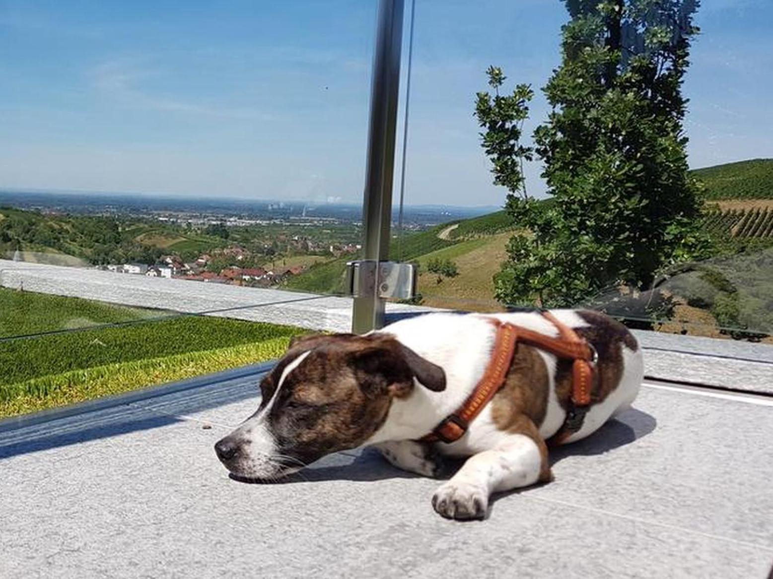 Ferienhaus Mit Panoramablick 布勒塔尔 外观 照片
